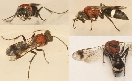 Oryttus concinnus
